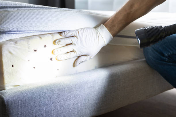 Best Rat Extermination Near Me  in Valley Center, CA
